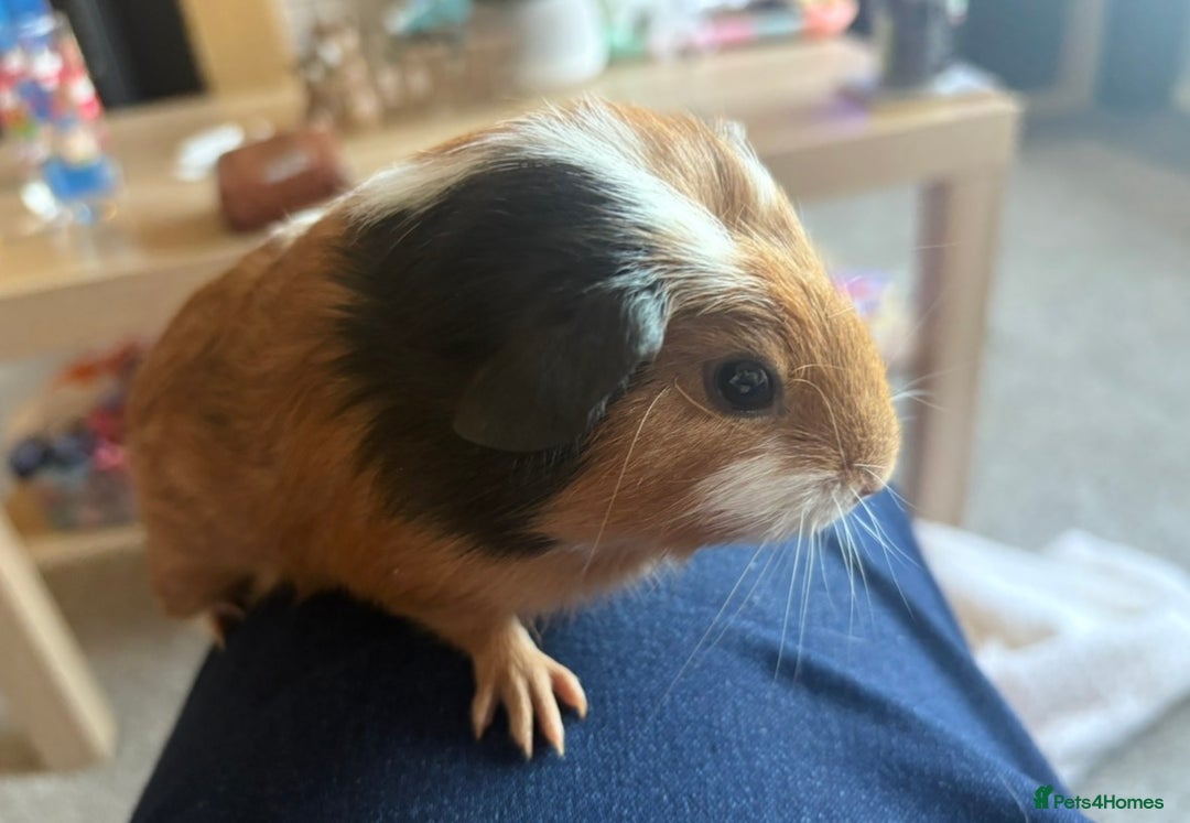 Guinea Pig rodents for sale: 2 boy guinea pigs ( father & son)  - Advert 2