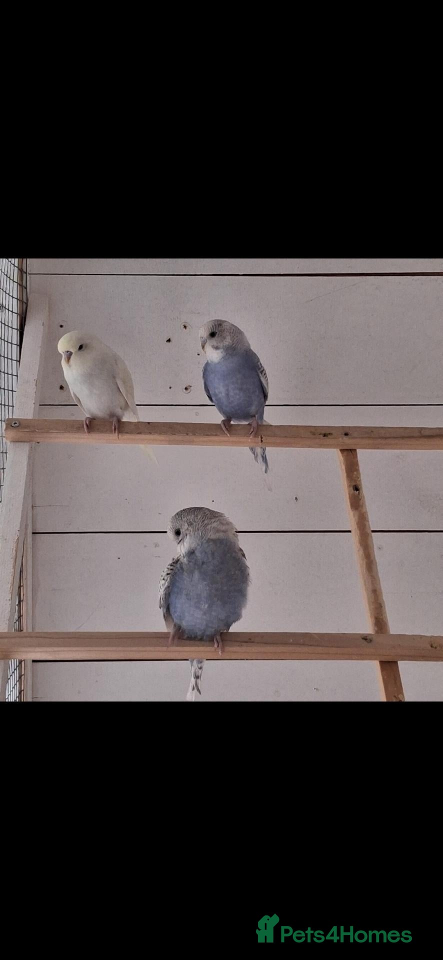 Budgerigars birds Baby budgies ready to leave now  - Advert 2