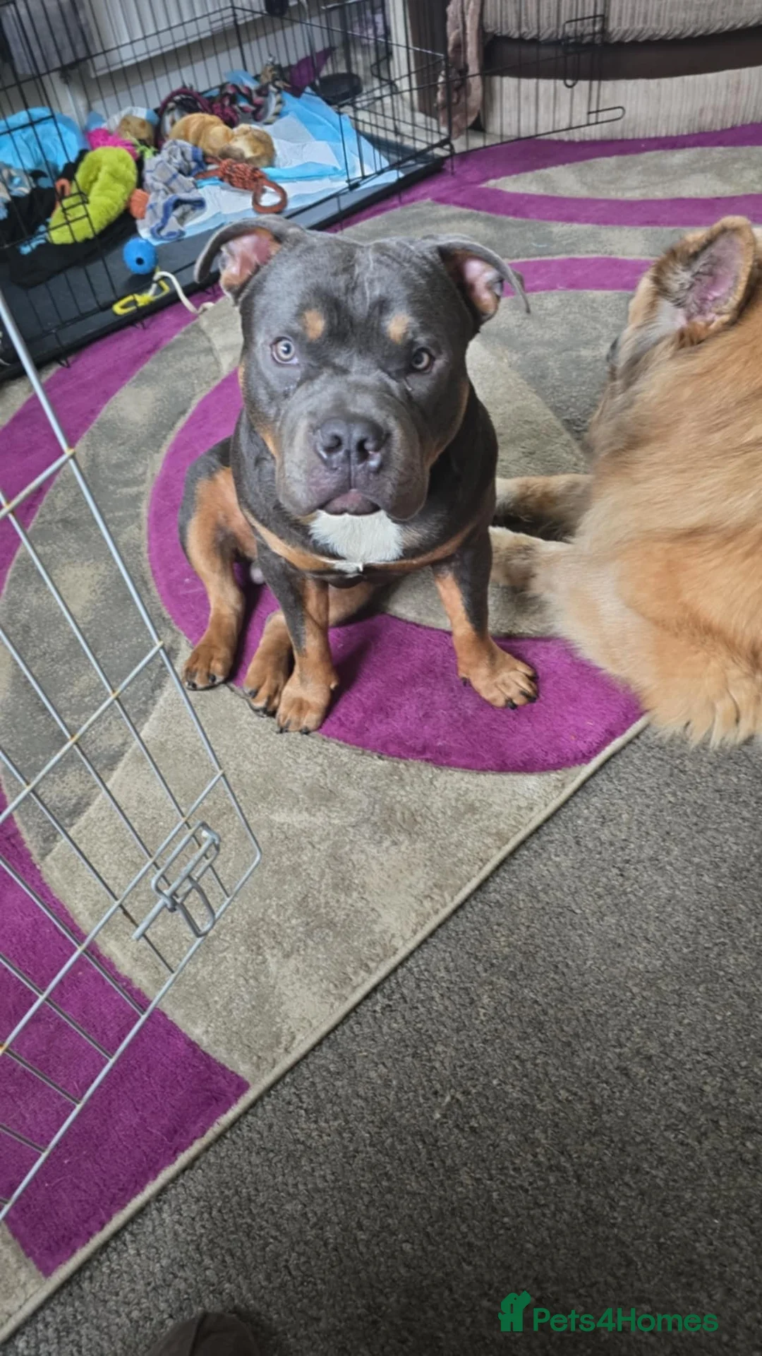 Mixed Breed dogs for sale: Pocket bully in Wrexham - Advert 1