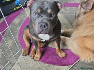 Mixed Breed dogs Pocket bully in Wrexham - Advert 4