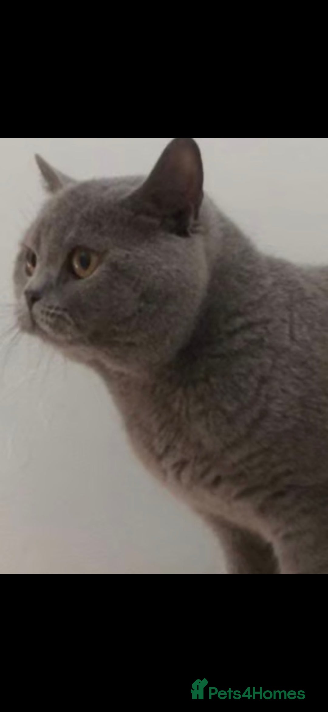 British Shorthair cats for sale: British shorthair tabby kitten - Image 10