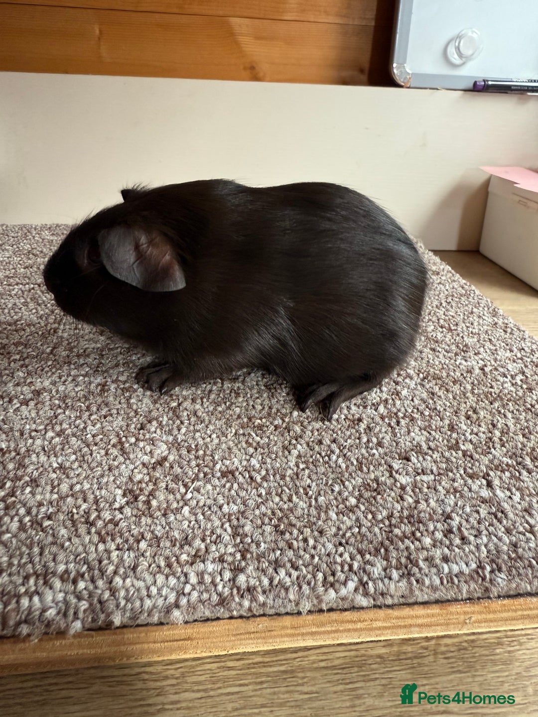 Guinea Pig rodents for sale: Self Chocolate Boars - Advert 13