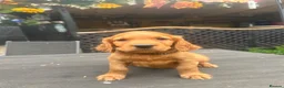 Mixed Breed dogs for sale:  ☘️ Golden Irish puppies available  ☘️ - Advert 15