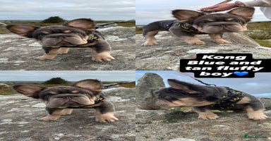 French Bulldog dogs - Advert 12