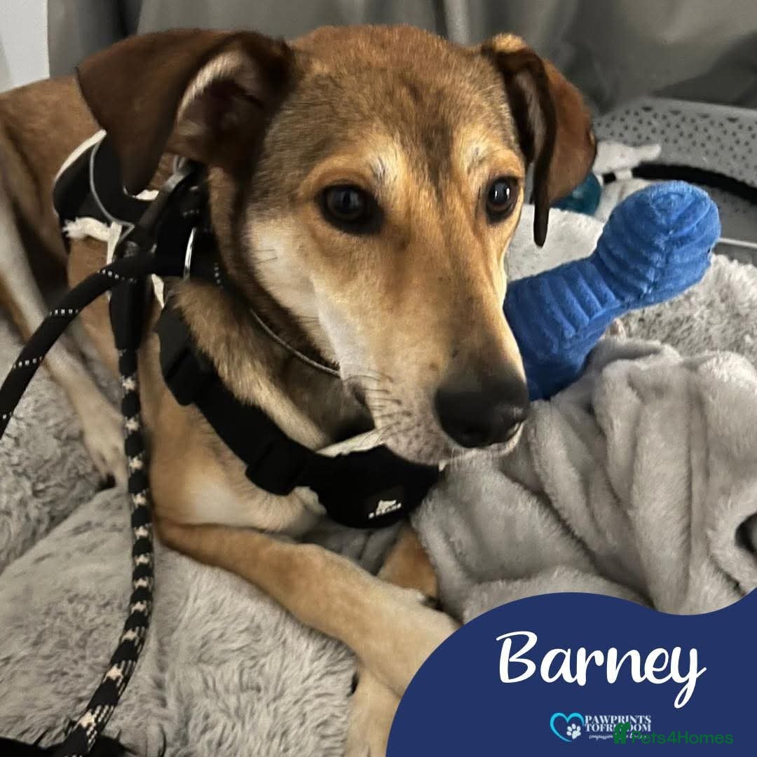 Mixed Breed dogs Meet Barney, currently residing in Cheshire  - Advert 2