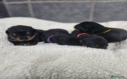 Rottweiler dogs for sale: Stunning Rottweiler puppy’s  - Image 4