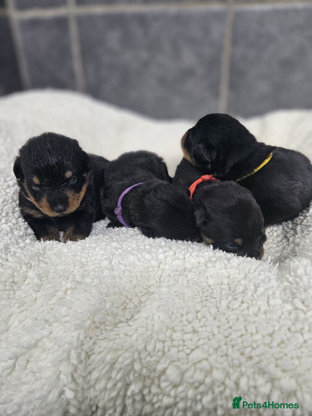 Rottweiler dogs for sale: Stunning Rottweiler puppy’s  - Image 4