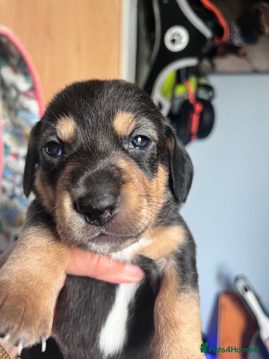 Mixed Breed dogs for sale: 5 Jack Russell x miniature dashound puppies £800 - Image 19