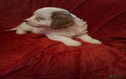 Cavapoochon dogs for sale: Cavapoochon Girl - Advert 12