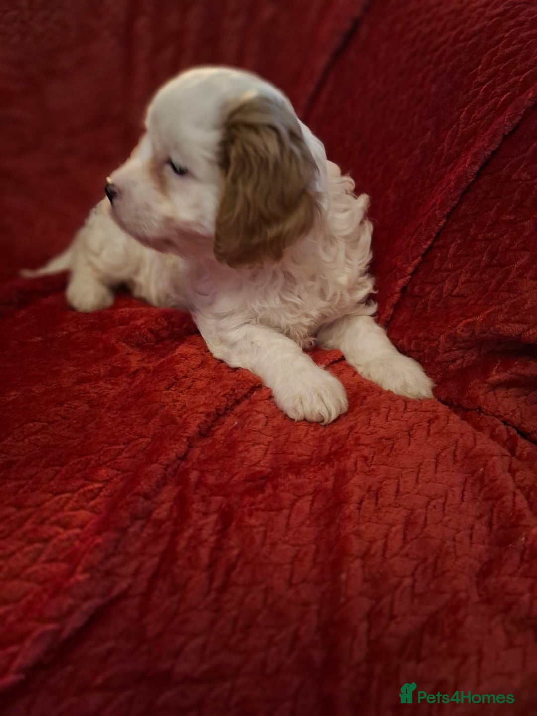 Cavapoochon dogs for sale: Cavapoochon Girl - Advert 12