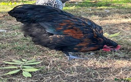 Chickens poultry for sale: Rico - Black Copper Maran Cockerel - Image 2