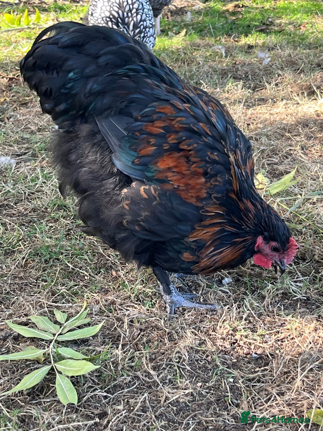 Chickens poultry for sale: Rico - Black Copper Maran Cockerel - Image 2