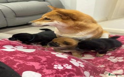 Japanese Shiba Inu dogs for sale: Japanese Shiba Inu  - Image 8