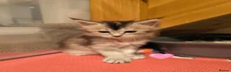 Maine Coon cats for sale: Beautiful Maine coon kittens  - Advert 10
