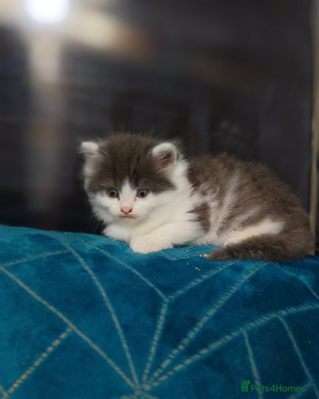 Mixed Breed cats for sale: Adorable half persian Kittens for Sale🐾 - Advert 13