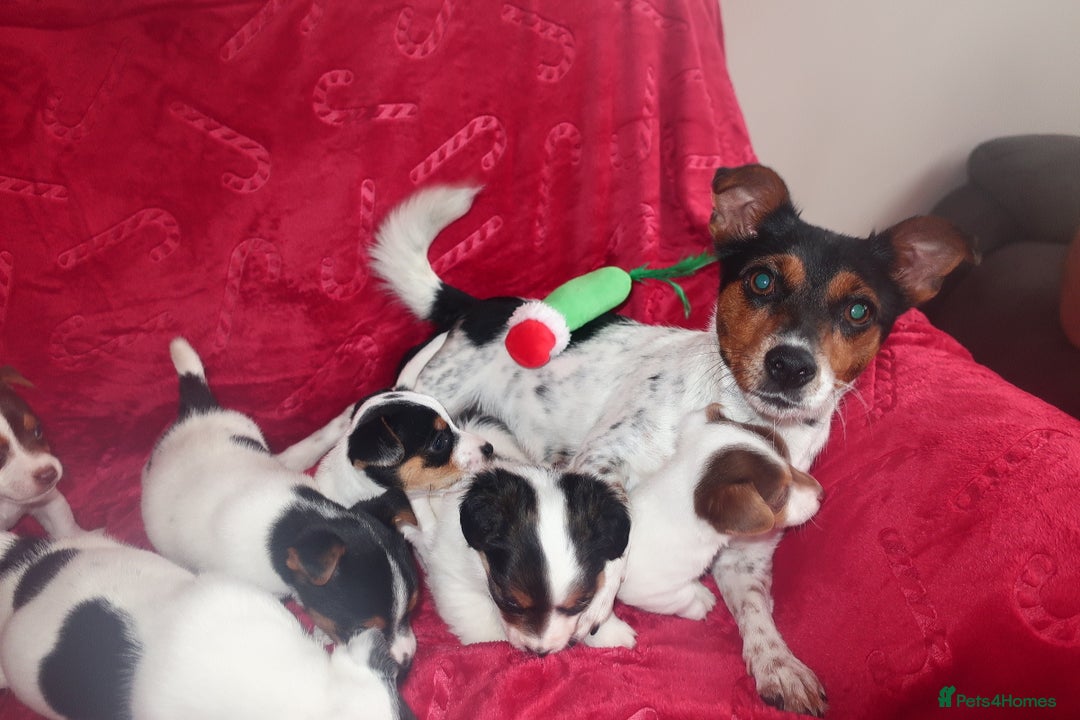 Jack Russell dogs for sale: Five beautiful Jack Russell's - Advert 2