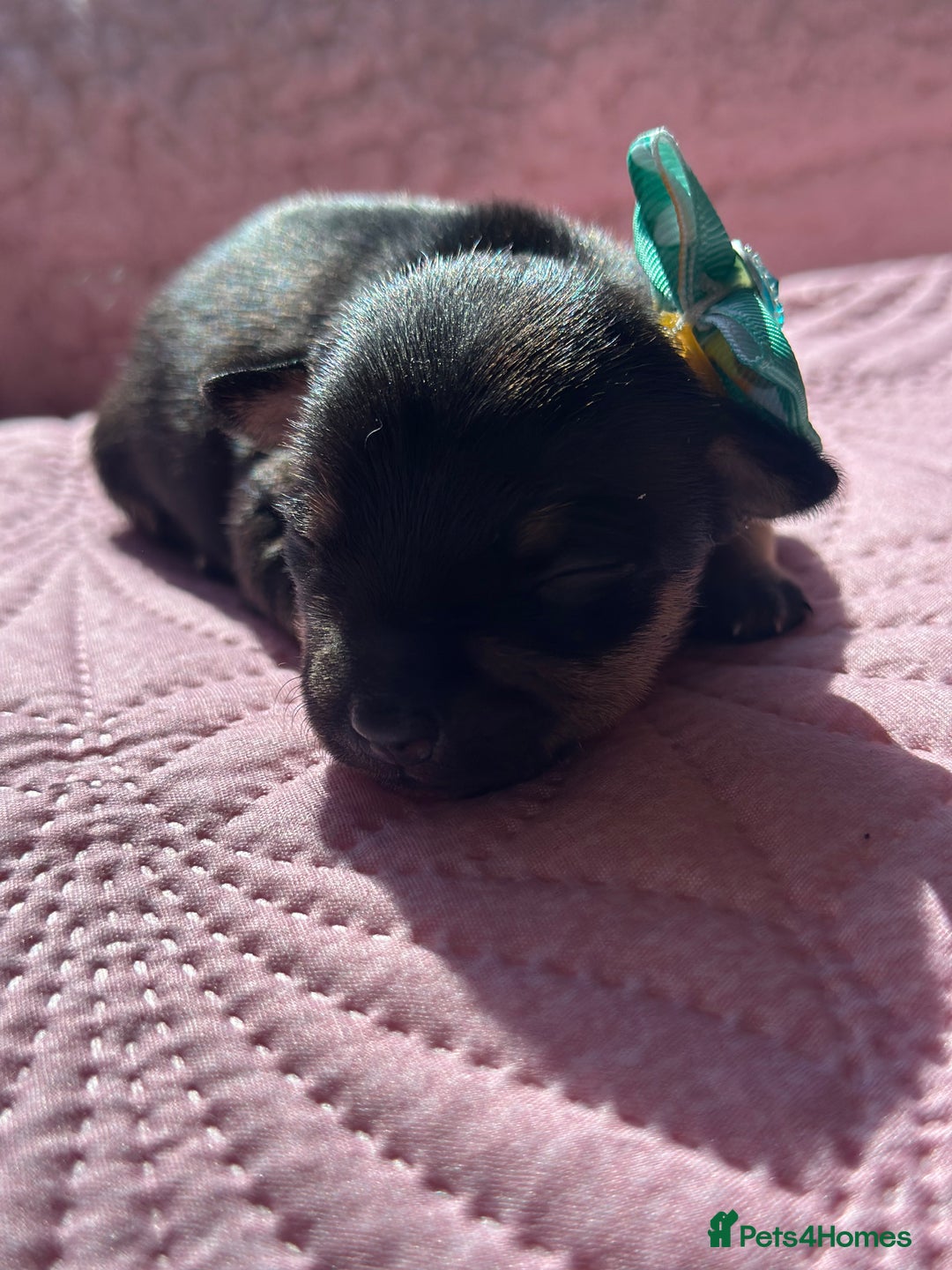 Chihuahua dogs for sale: Chihuahua pups  - Image 5