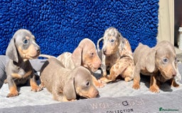 Miniature Dachshund dogs for sale: STUNNING RAINBOW MIX MINI DAXI KC REG PRA CLR - Image 15