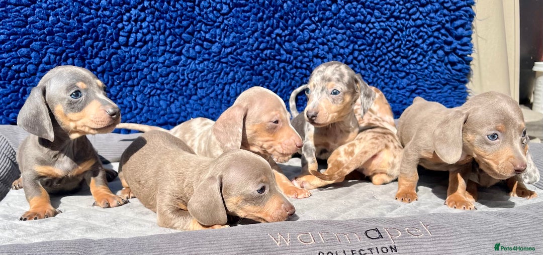 Miniature Dachshund dogs for sale: STUNNING RAINBOW MIX MINI DAXI KC REG PRA CLR - Image 15