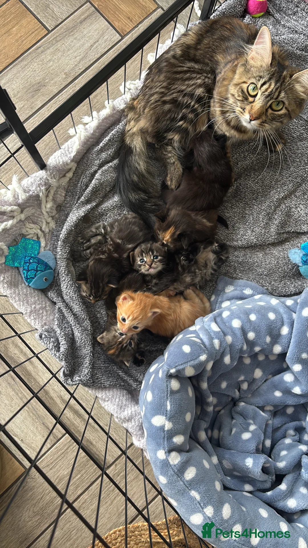 Mixed Breed cats for sale: Main Coon Ragdoll kittens  in Warrington - Advert 1