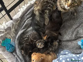 Mixed Breed cats Main Coon Ragdoll kittens - Advert 9