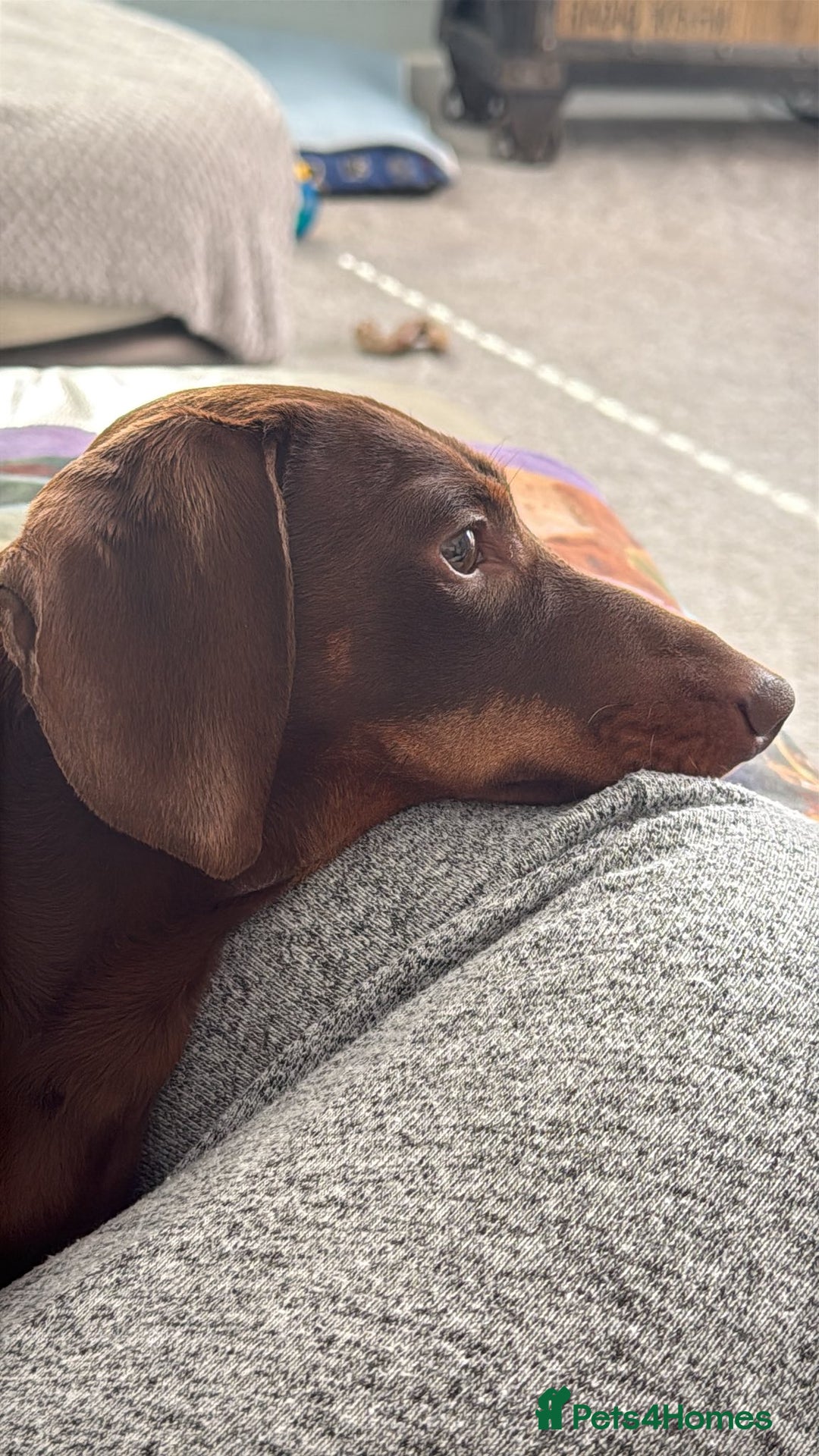 Miniature Dachshund dogs for stud: Chocolate & Tan Miniature Dachshund  - Advert 4