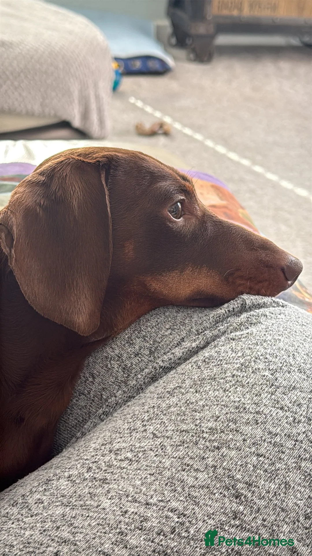 Miniature Dachshund dogs for stud: Chocolate & Tan Miniature Dachshund  - Advert 4