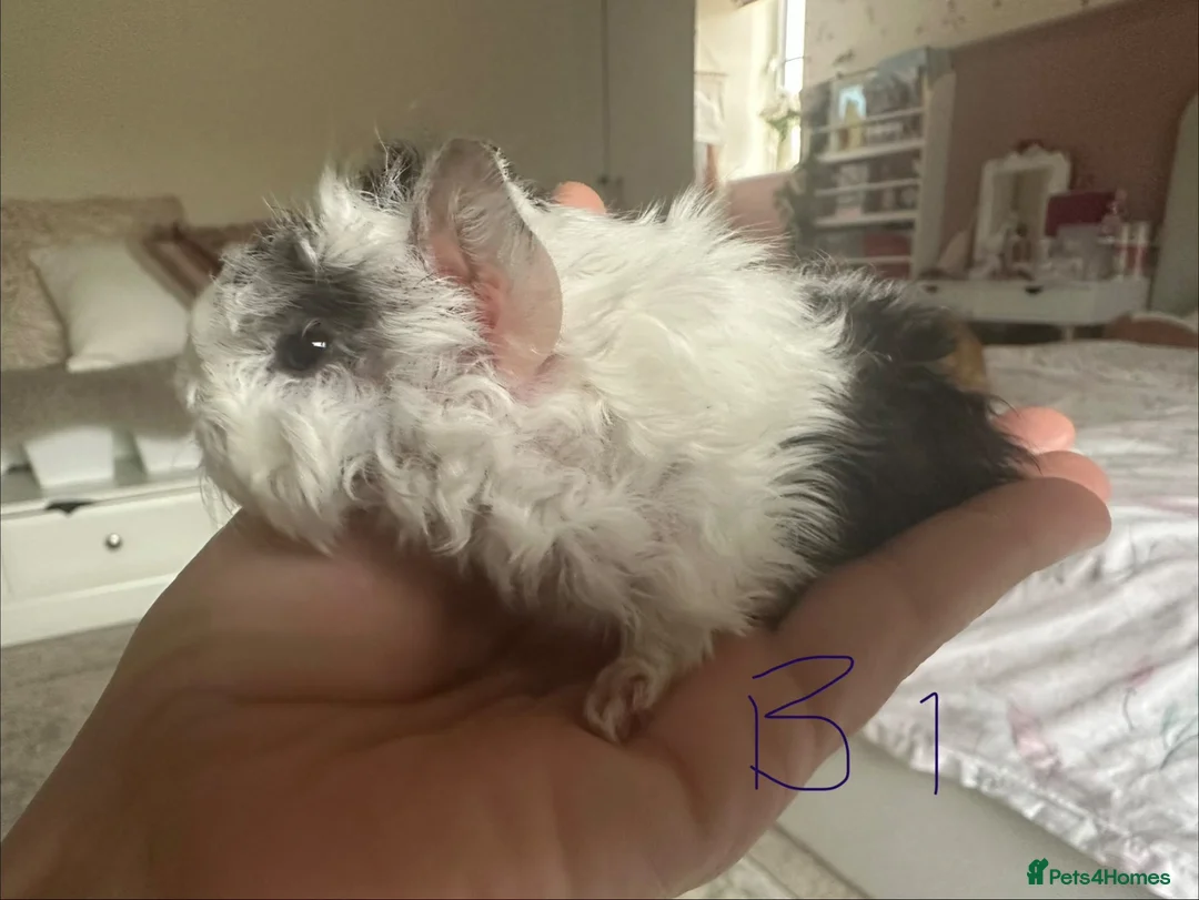 Guinea Pig rodents for sale: Baby Guinea Pig’s For Sale - Advert 2