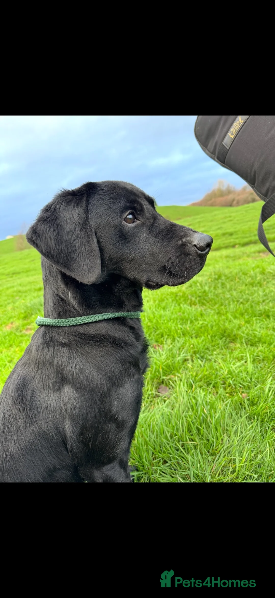 Labrador Retriever dogs for sale: 4 KC reg Labrador puppies for sale  in Whitchurch - Advert 11