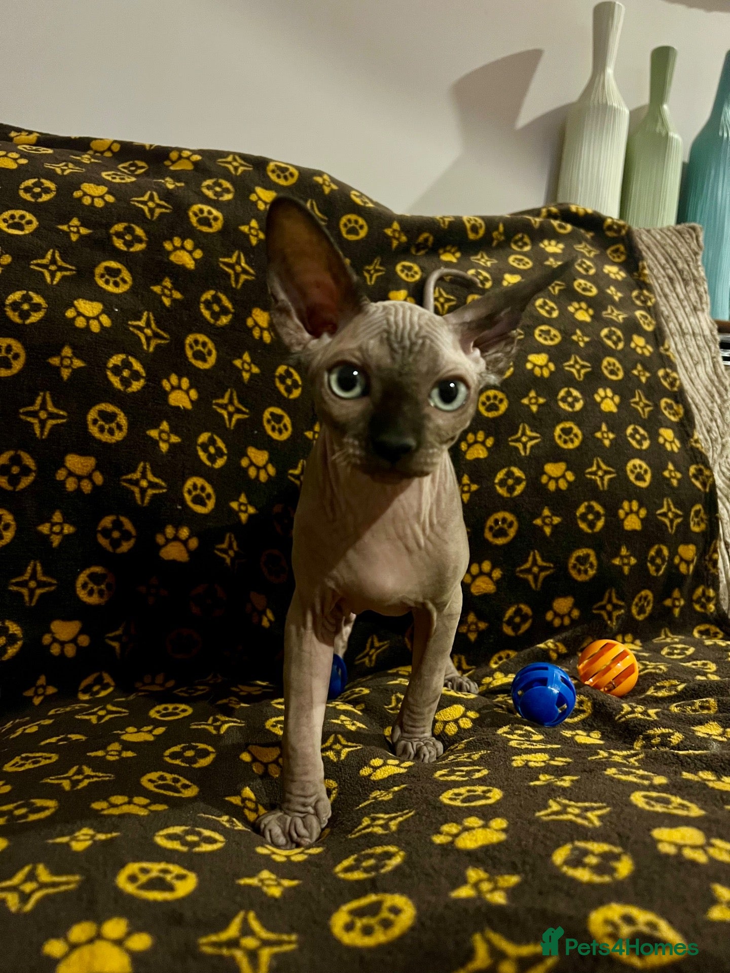 Sphynx cats 🐾 Beautiful Sphynx Kittens  ready to leave🐾 - Advert 2