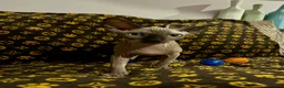 Sphynx cats for sale: 🐾 Beautiful Sphynx Kittens  ready to leave🐾 - Advert 2