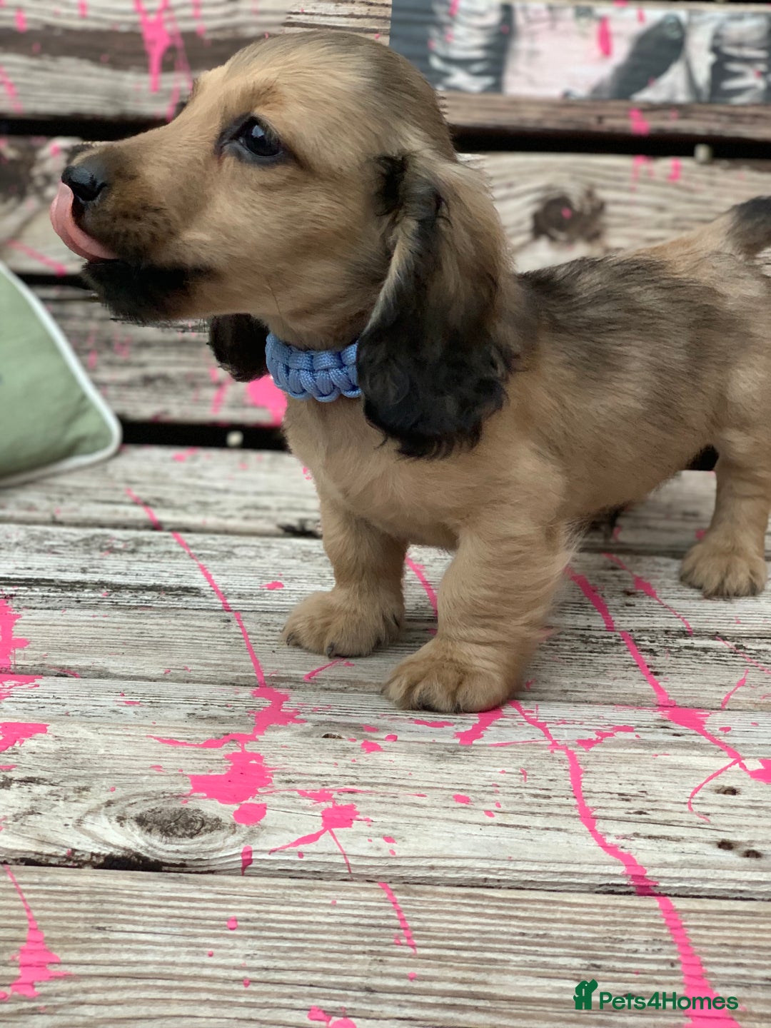 Miniature Dachshund dogs for sale: Stunning true to type KC Reg Miniature LH babies - Image 5