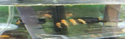 Plecos fish for sale:  breeding pair of super red bristlenose plecos  - Advert 3