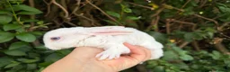 Rex rabbits for sale: stunning blue eyed mini rex baby girl ready now - Advert 3
