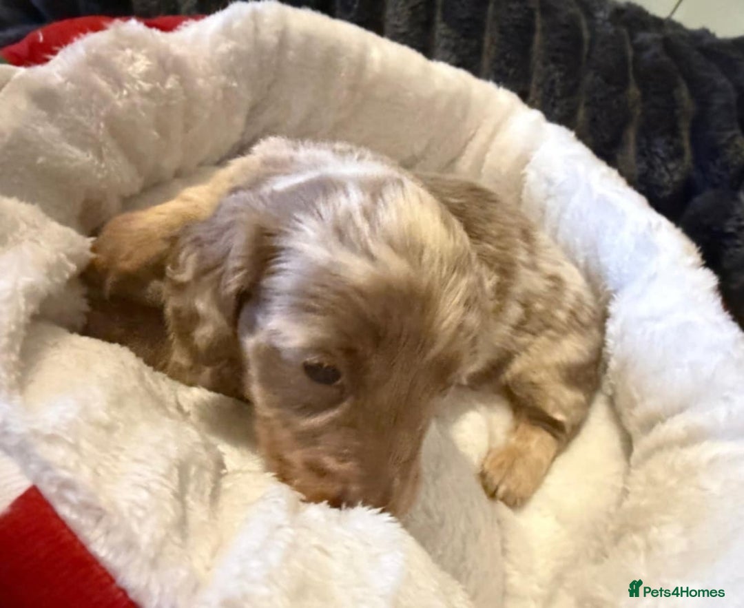 Miniature Dachshund dogs for sale: Stunning Miniature Dachshund kc reg READY NOW 🎄🎄 - Advert 6