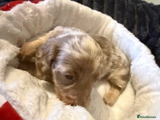 Miniature Dachshund dogs Miniature dachshund puppies kc reg - Advert 14