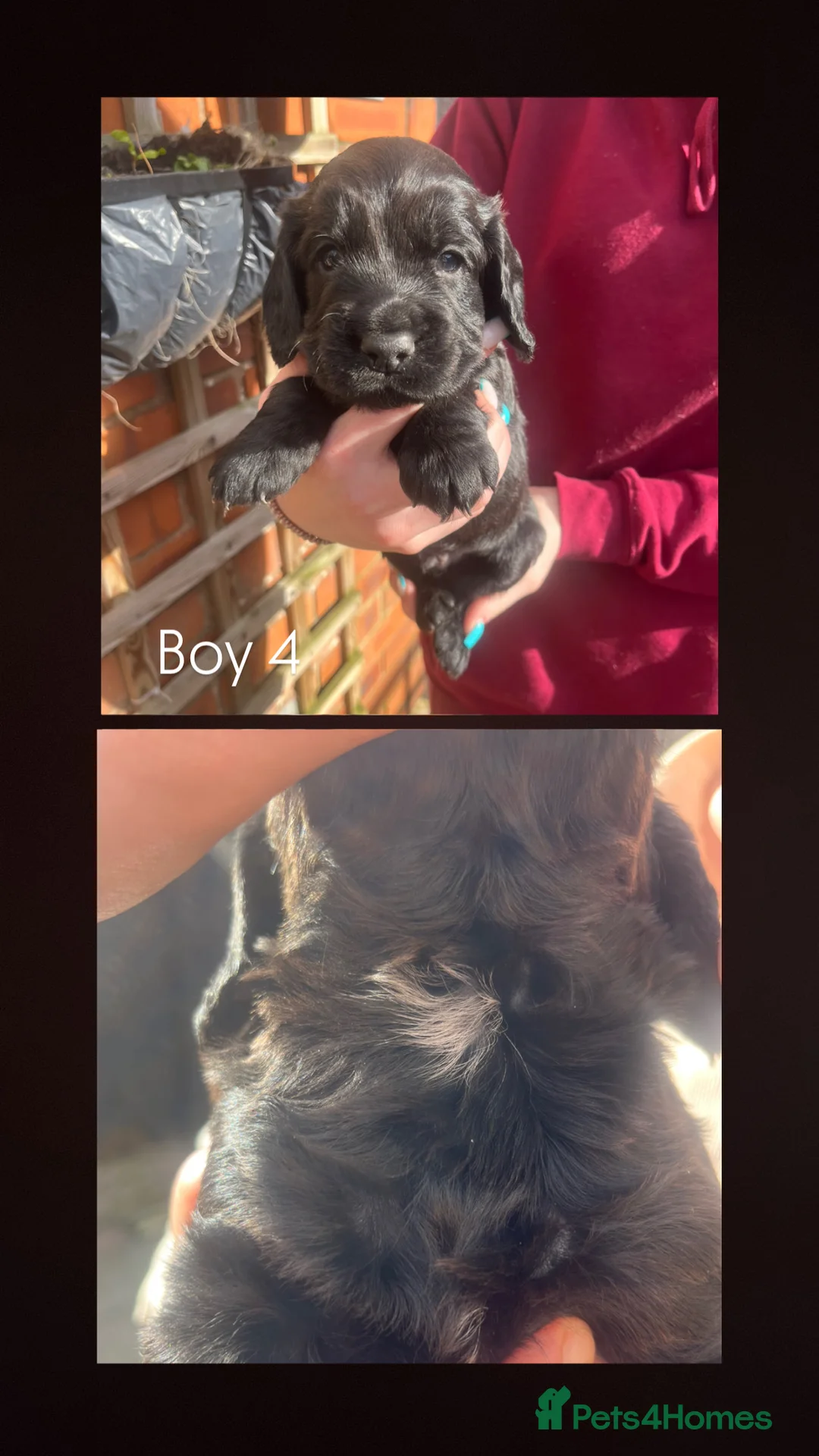 Cocker Spaniel dogs for sale: MOELFAMAU / MAESYDDERWYN PUPS - Advert 5