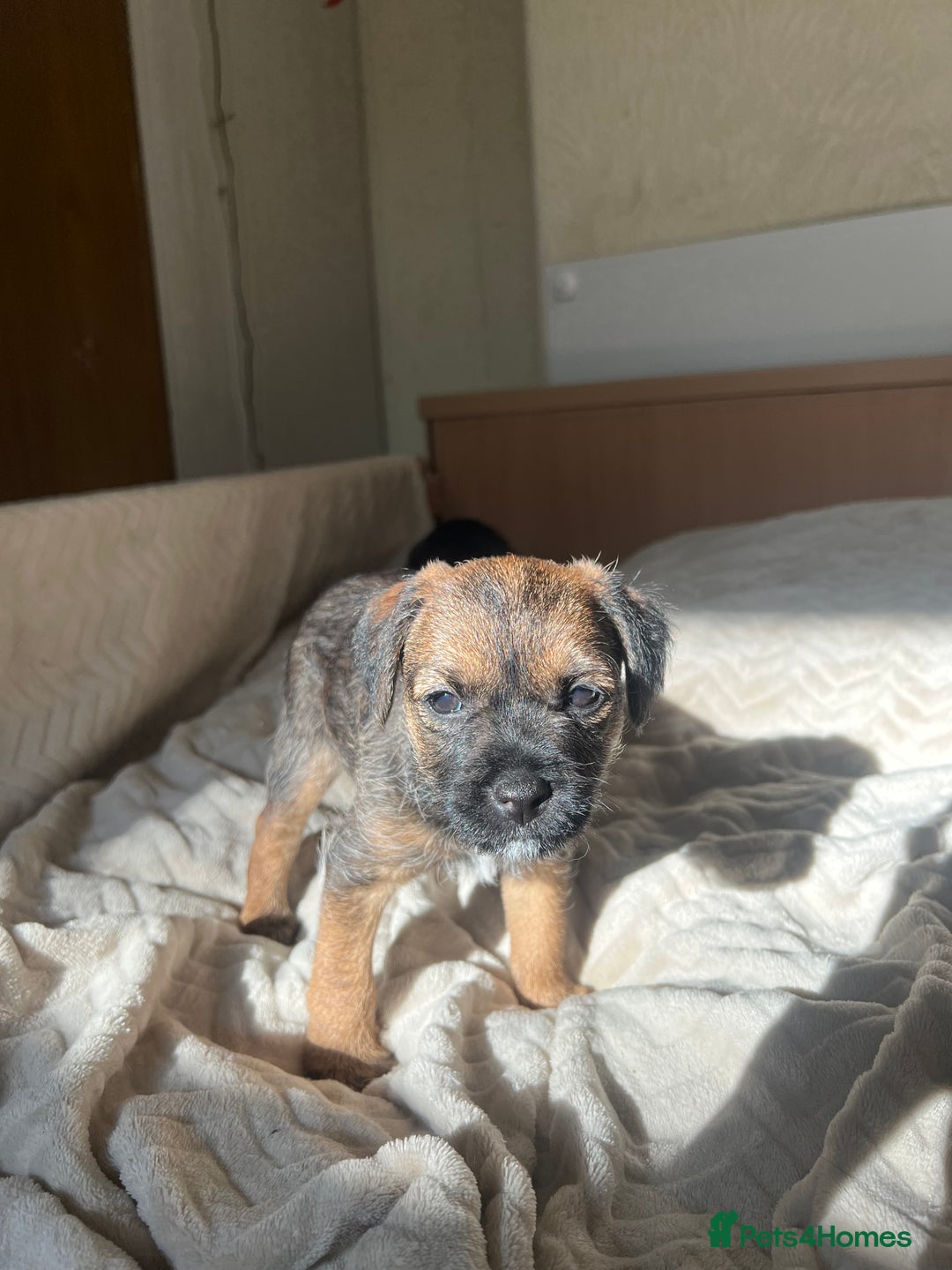 Border Terrier dogs for sale: Border Terrier Puppies - Ready now 🐾  - Image 9