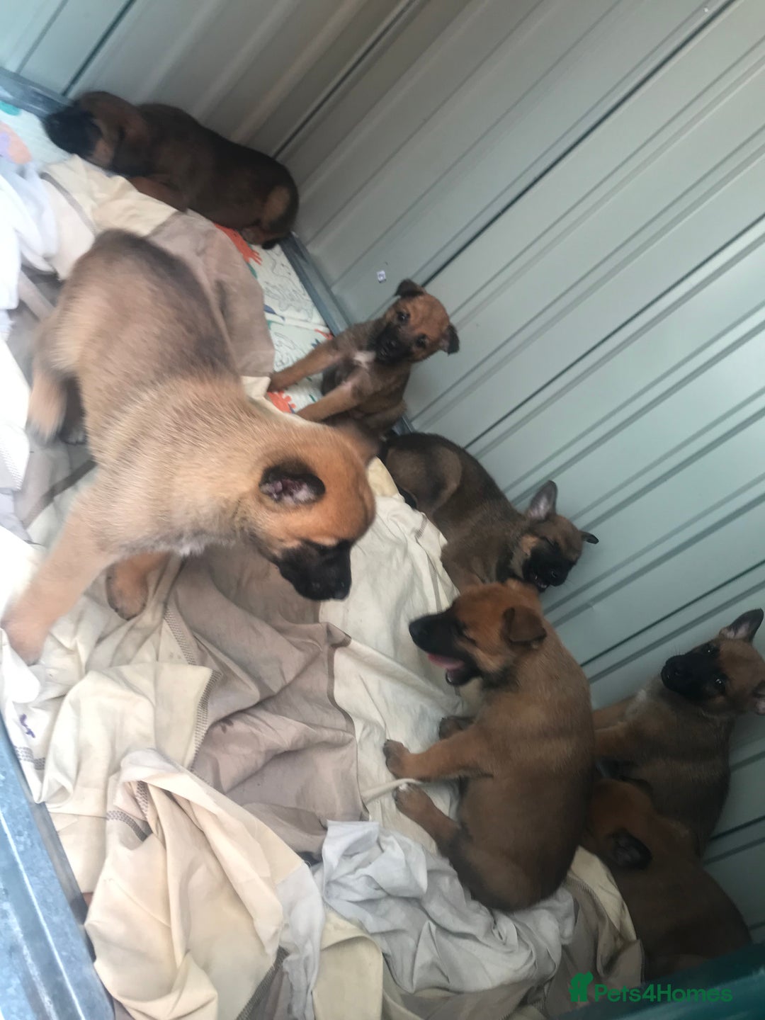 Belgian Shepherd Dog dogs for sale: Belgian Malinois puppy’s  - Image 31