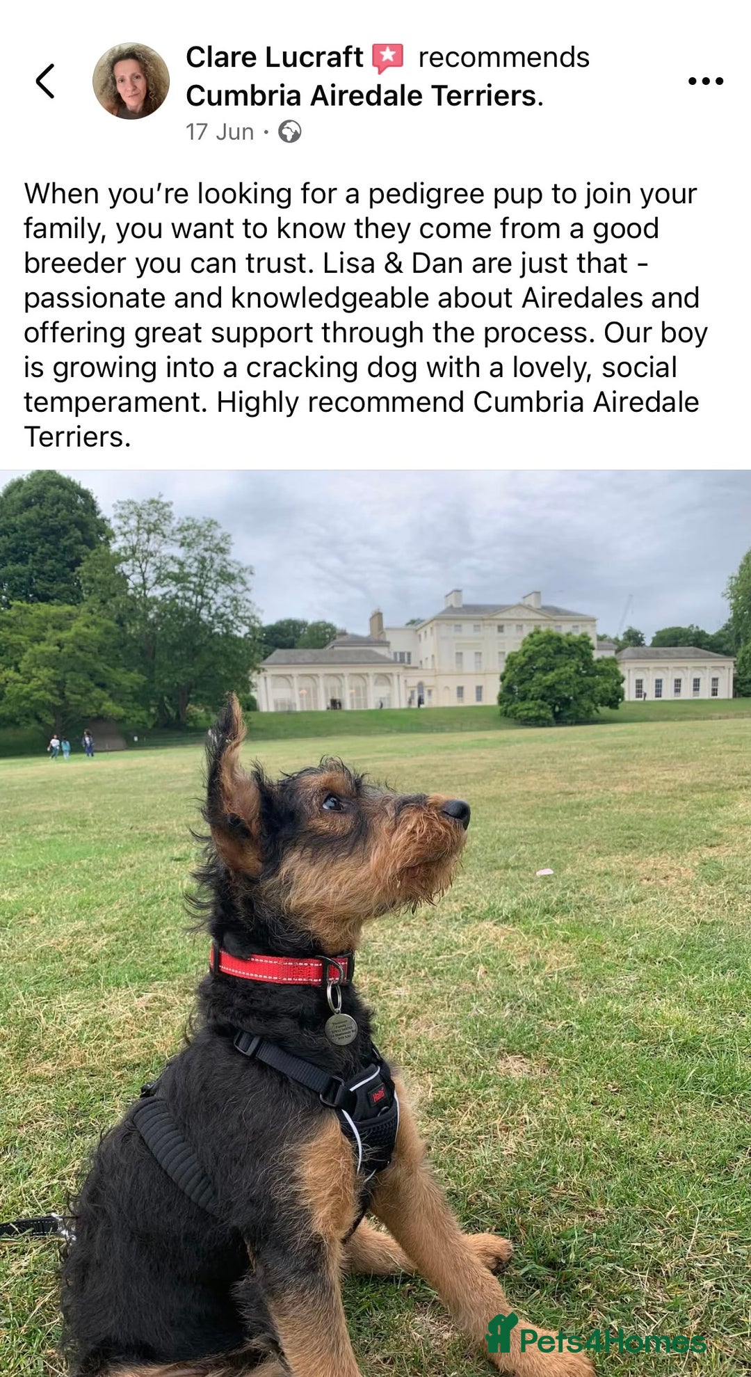 Airedale Terrier dogs for sale: ⭐️ AIREDALE TERRIERS WAITLIST ⭐️ - Advert 7