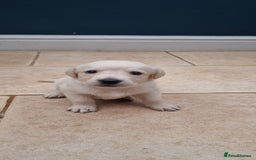 Mixed Breed dogs for sale: Double Doodle puppies  - Image 19