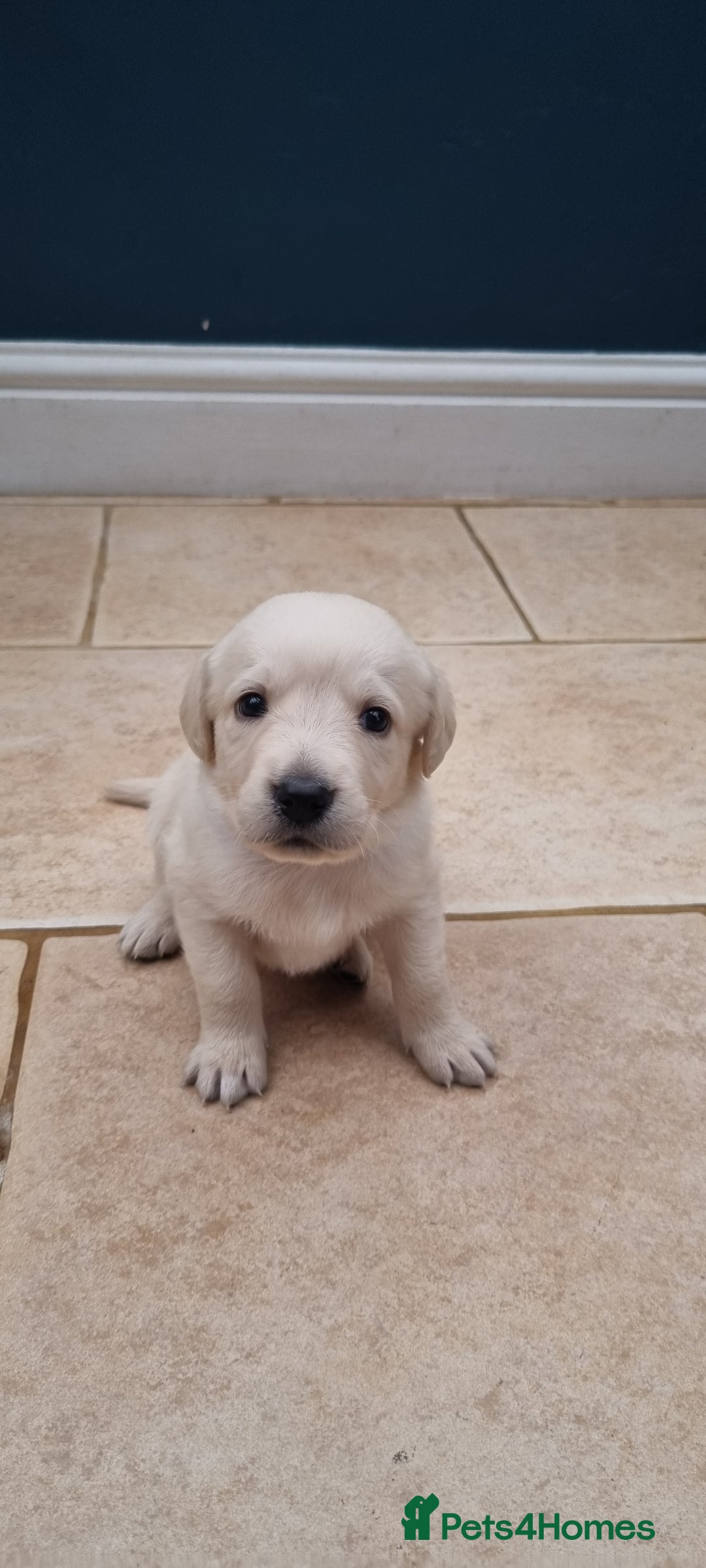 Mixed Breed dogs for sale: Double Doodle puppies  - Image 19