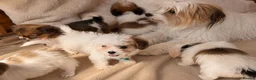Shih Tzu dogs for sale: Shih tzu  - Advert 1