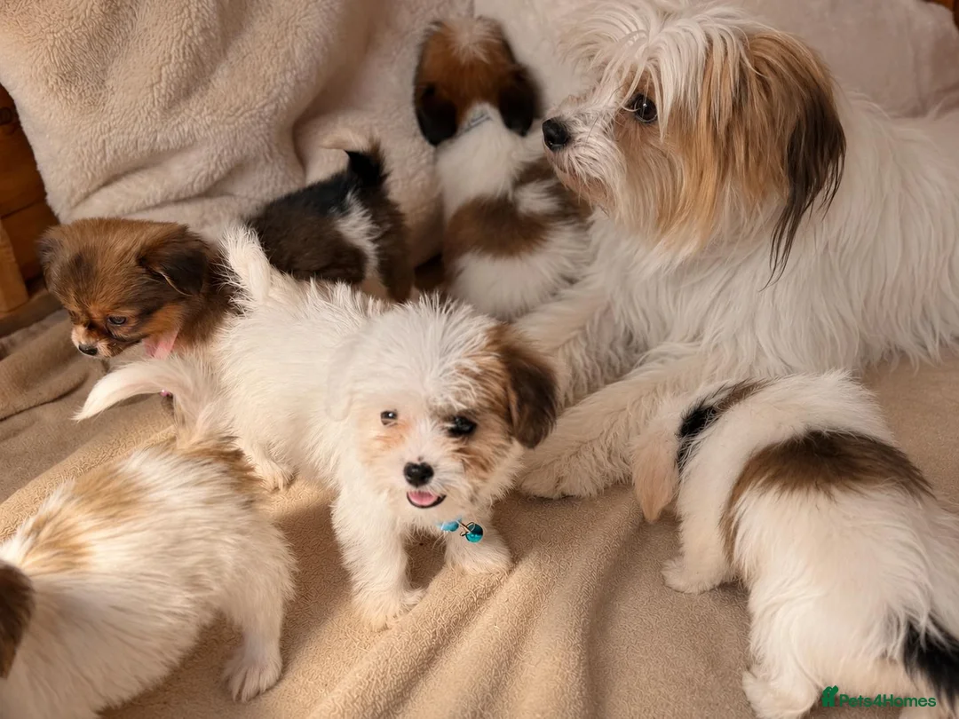Shih Tzu dogs for sale: Shih tzu  - Advert 1