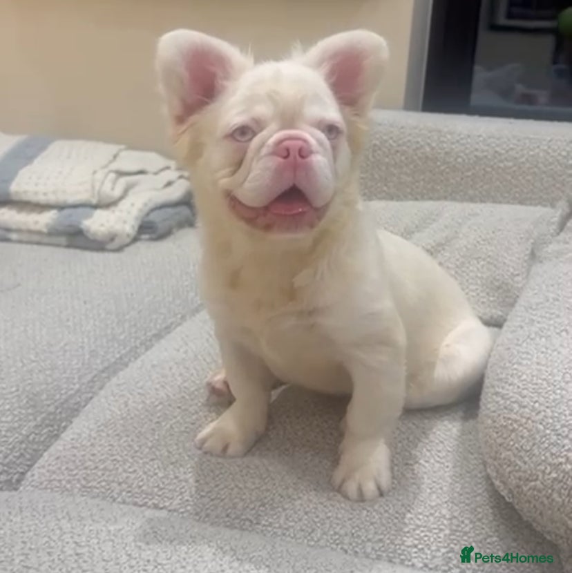 French Bulldog dogs Chez- Fluffy Frenchie Bulldog  - Advert 1