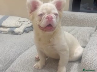 French Bulldog dogs Chez- Fluffy Frenchie Bulldog - Advert 5