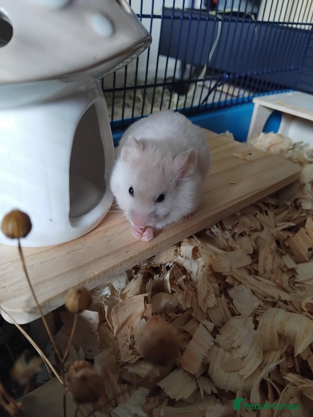 Hamster rodents for sale: 🐹 Female hamster ready for adoption 🐹 - Image 2