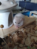 Hamster rodents - Advert 3