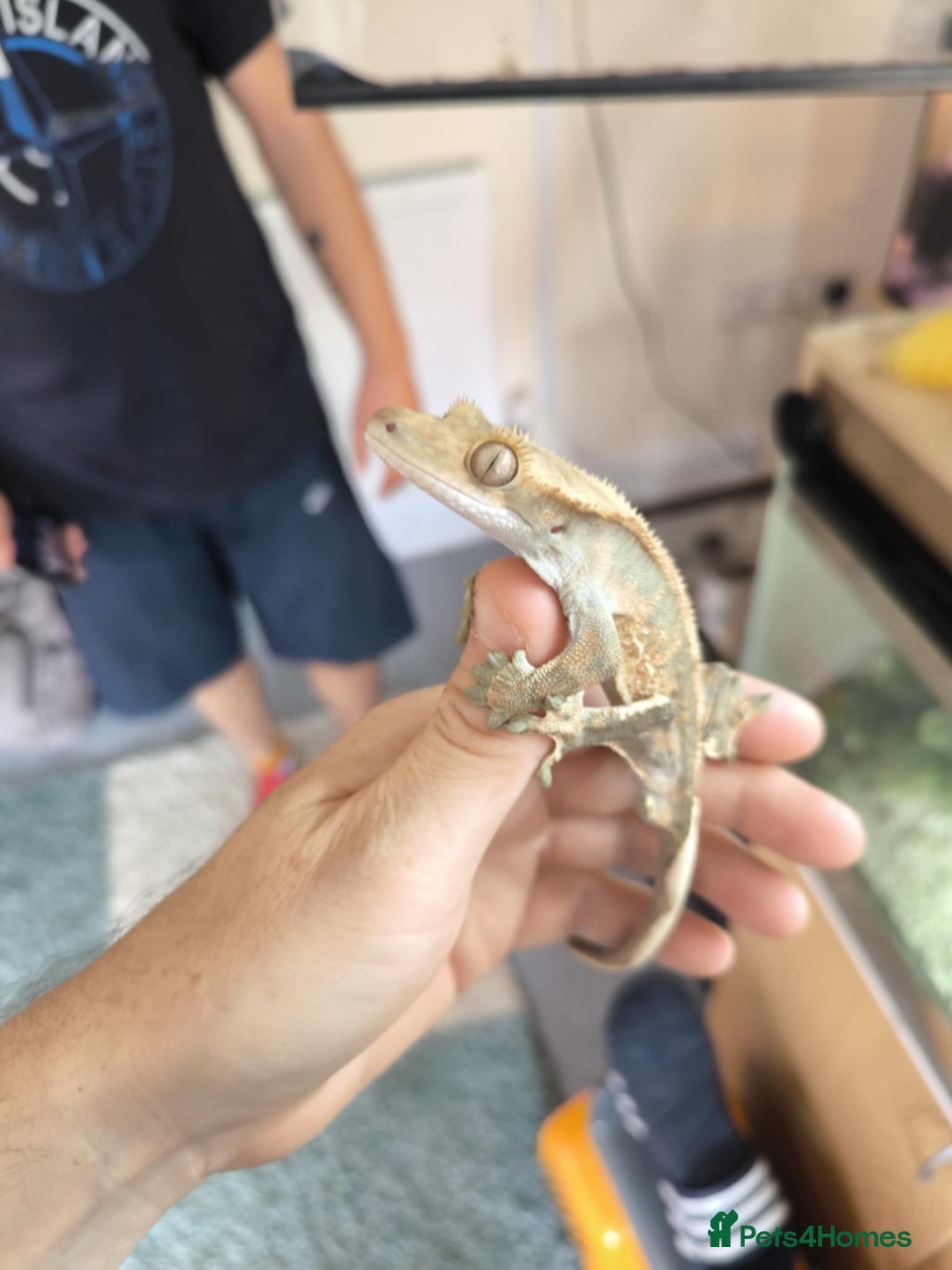 Gecko reptiles for sale: Vivarium with 3 crested geckos - Image 8