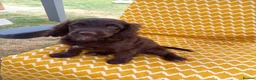 Cockapoo dogs for sale: Cockapoo puppies - Advert 12